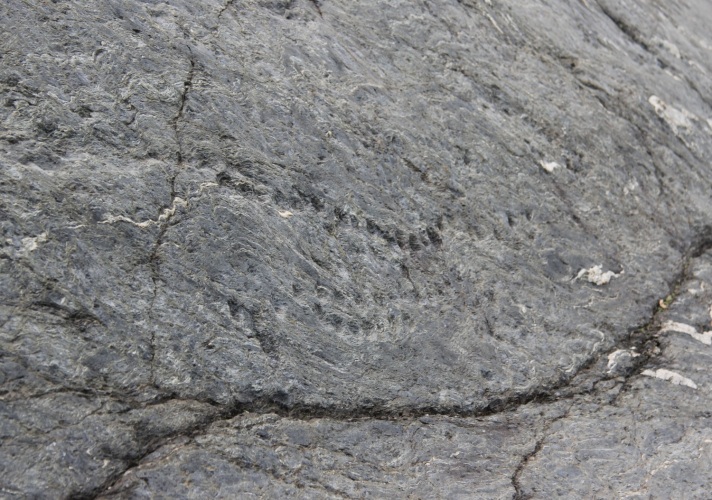 Click for full size image of Rupe Magna (PID:78877) Rupe Magna