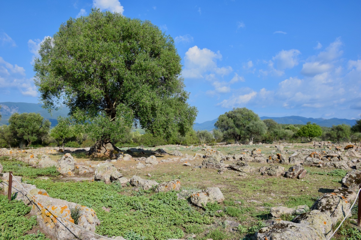 The Punic settlement.