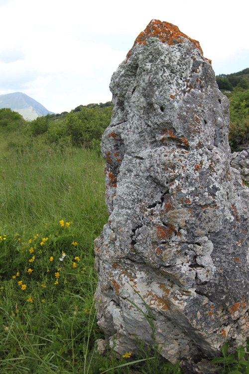 Click for full size image of Lu Termine (PID:85726) Lu Termine