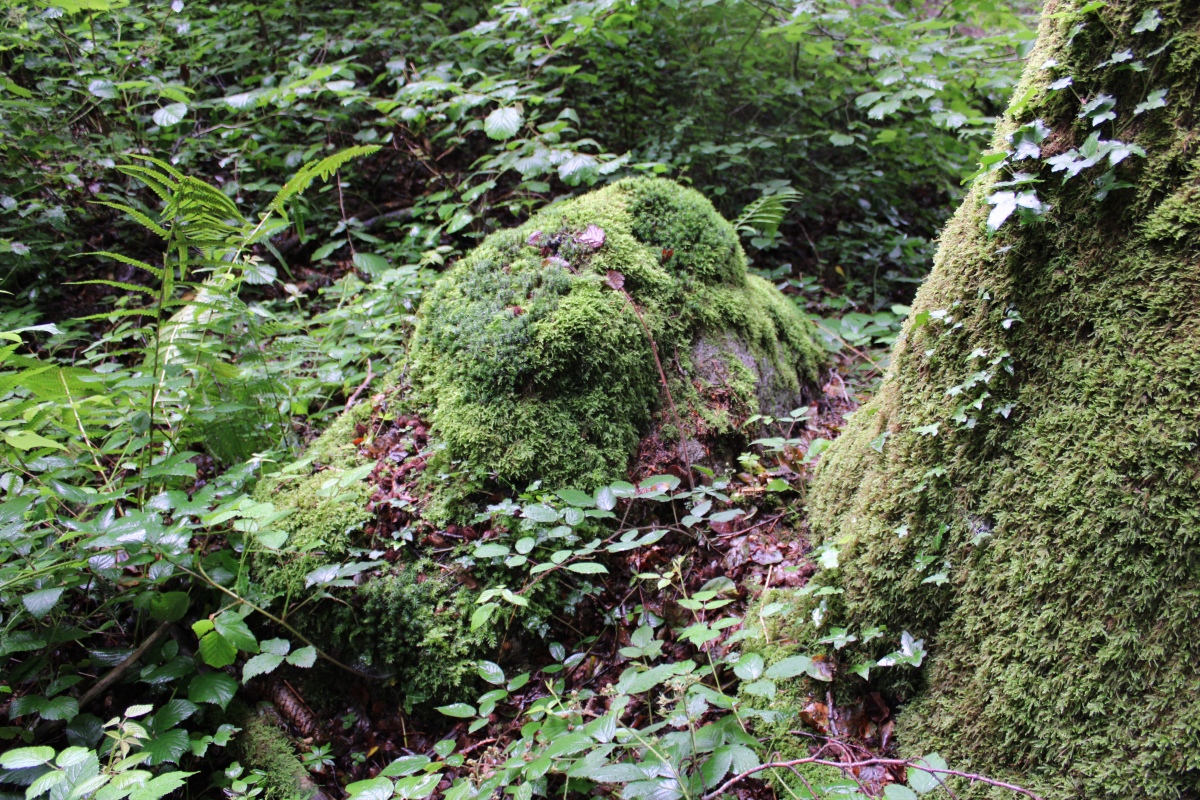 Häglimoos (PID:230559) Häglimoos