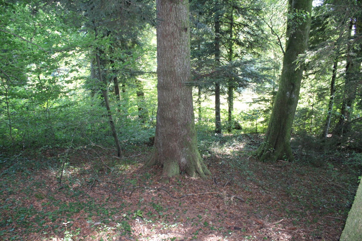 Click for full size image of Häglimoos (PID:230560) Häglimoos