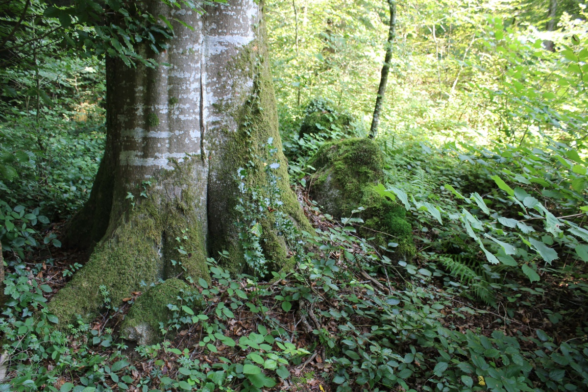 Click for full size image of Häglimoos (PID:230562) Häglimoos
