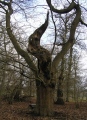 Albury Park Tree Spirit - PID:13206