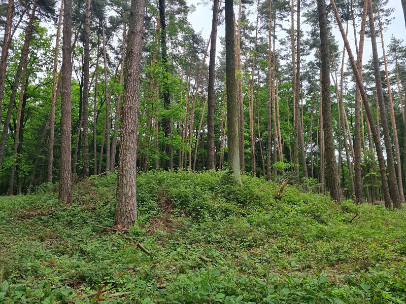 Click for full size image of Barrow Cemetery Řepeč (PID:258435) Barrow Cemetery Řepeč