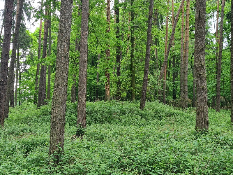 Click for full size image of Barrow Cemetery Řepeč (PID:258434) Barrow Cemetery Řepeč