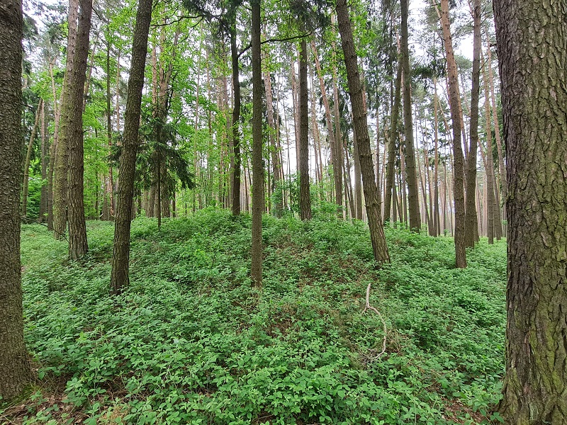 Click for full size image of Barrow Cemetery Řepeč (PID:258432) Barrow Cemetery Řepeč