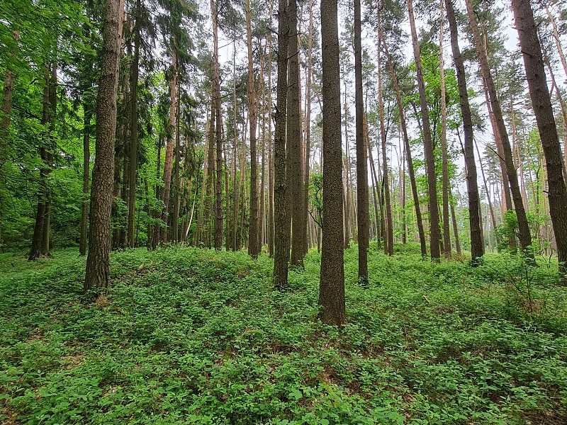 Click for full size image of Barrow Cemetery Řepeč (PID:258433) Barrow Cemetery Řepeč