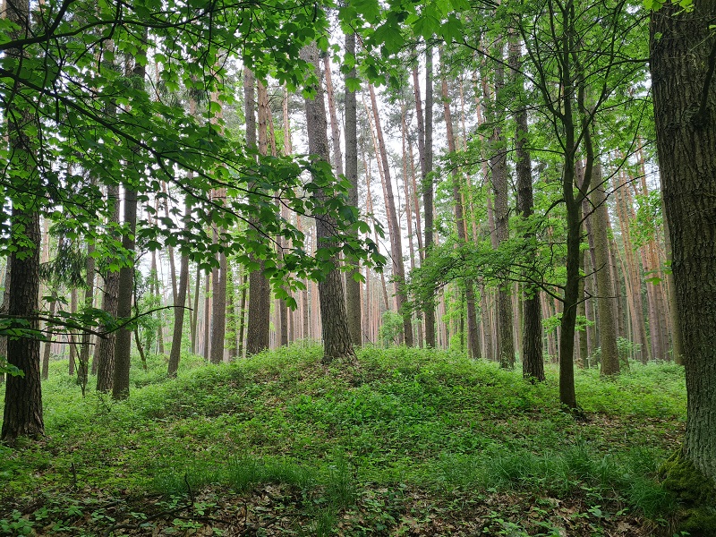 Barrow Cemetery Řepeč (PID:258430) Barrow Cemetery Řepeč