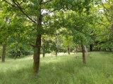 Hillfort Mountain