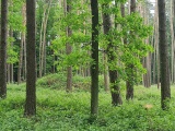 Click for full size image of Barrow Cemetery Řepeč (PID:258431) Barrow Cemetery Řepeč