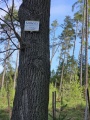 Click for full size image of Barrow Cemetery Dražičky (PID:271853) Barrow Cemetery Dražičky