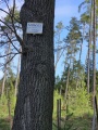 Barrow Cemetery Dražičky