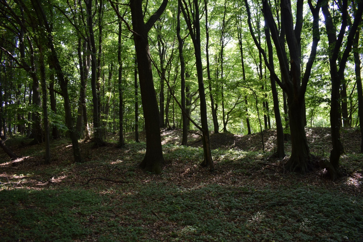 Click for full size image of Grodzisko Gąszczyk (PID:258845) Grodzisko Gąszczyk