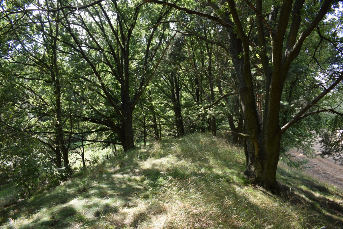 Grodzisko Podzamcze (PID:230062) Grodzisko Podzamcze