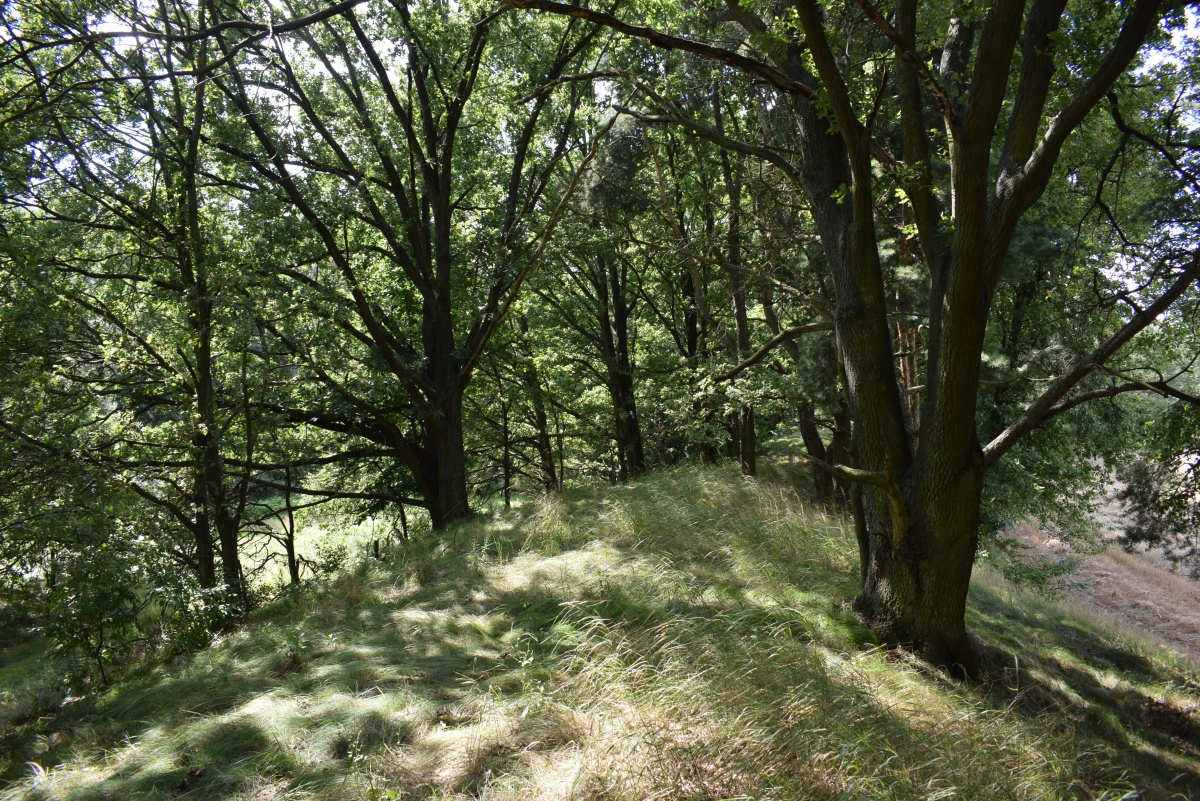 Grodzisko Podzamcze
Rampart of the grodzisko
Pic from Aug 2021