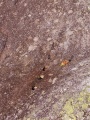Click for full size image of Prehistoric Greeting (PID:266326) Prehistoric Greeting