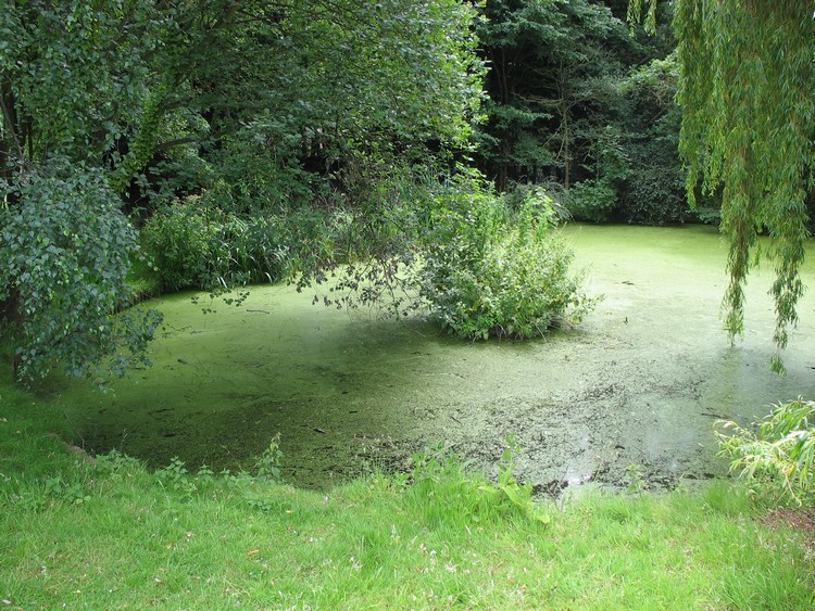 Bapsey Pond
