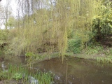 The Lyde Spring