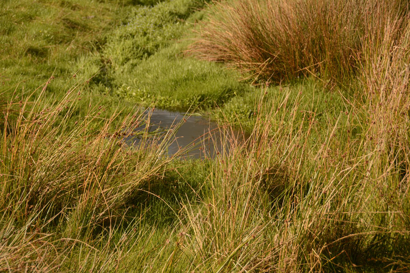 St. Helen's Well (Newbiggin-on-Lune)