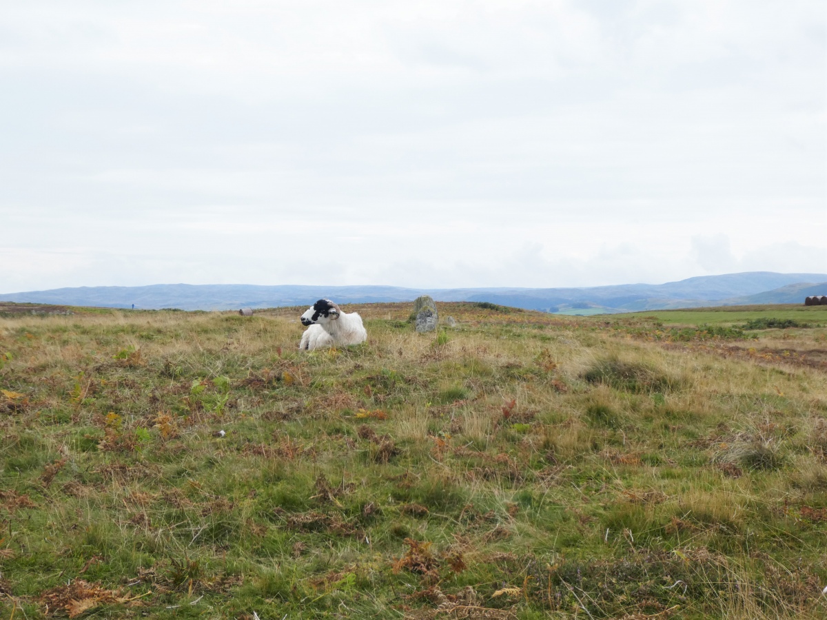 Click for full size image of Moor Divock Round Cairn D (PID:254264) Moor Divock Round Cairn D