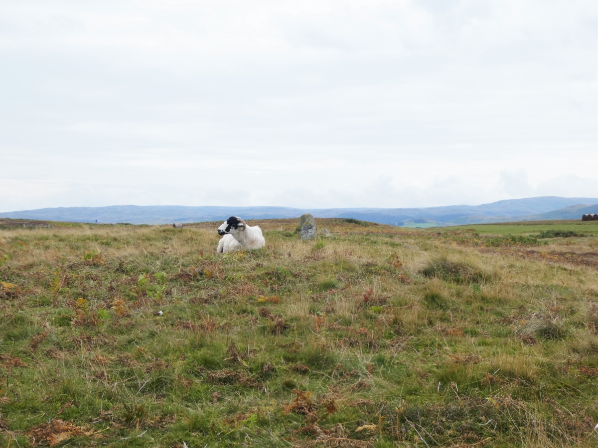 Moor Divock Round Cairn D