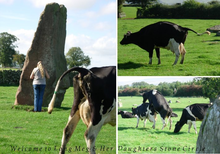 Visiting Long Meg with a tour a couple weeks back, I had never seen so many cows among the stones doing what cows do. One of the traditions is that Meg is a witch, and the stones, also witches with whom she had an 'unnatural relationship'. In such light, one wonders if that's why the cows exhibited some of the behaviour they did.