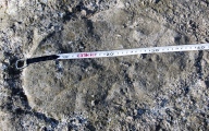 Click for full size image of Gamelands (PID:167982) Gamelands