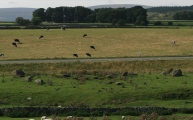 Click for full size image of Gunnerkeld (PID:109765) Gunnerkeld