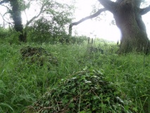 Tarn plantation - PID:105312