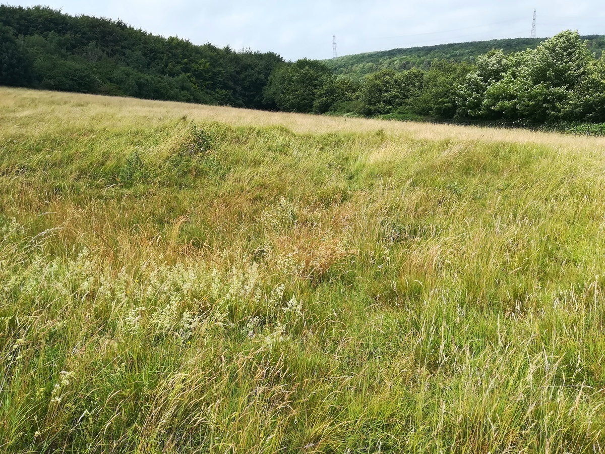 Click for full size image of Martin's Down Round Barrows (PID:270015) Martin's Down Round Barrows