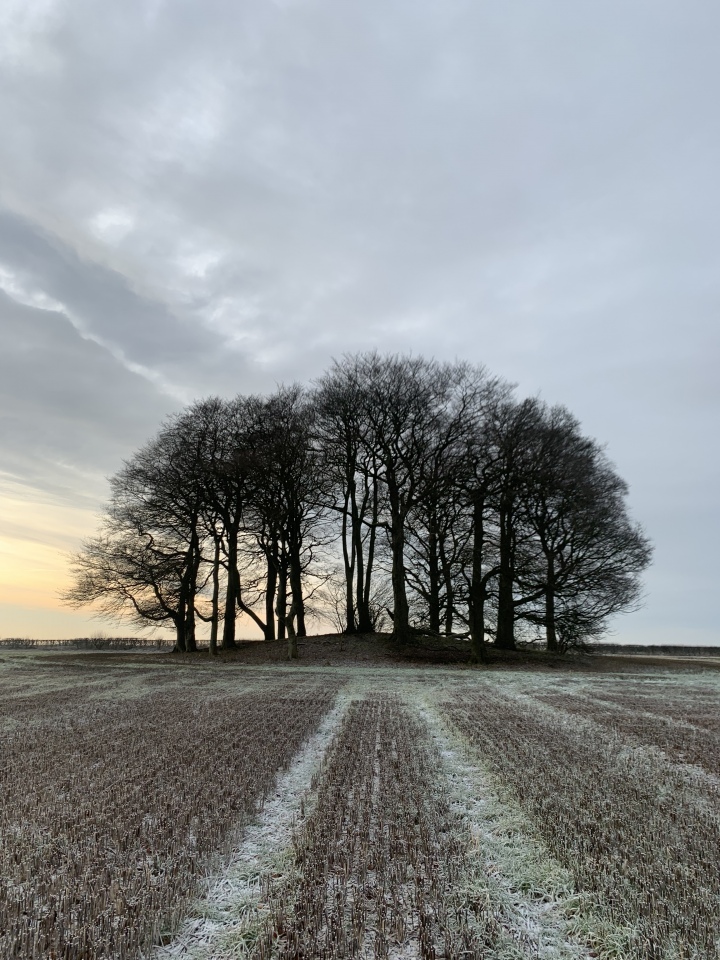 Click for full size image of Callis Wold Barrow Cemetery (PID:253286) Callis Wold Barrow Cemetery
