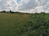 Leckhampton Hill