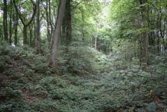 Welshbury Camp - PID:79651