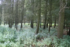 Bloody Acre Camp - PID:78927