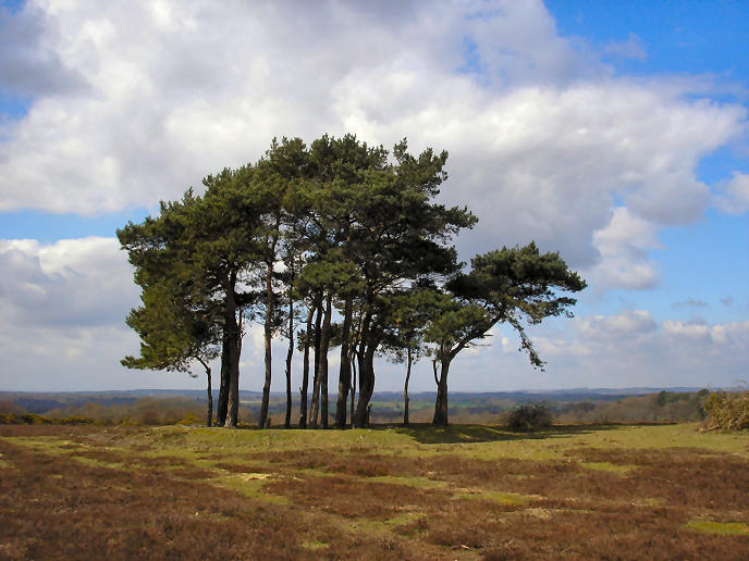 Ibsley Common barrows