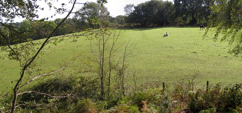 A composite photo of the view south from the remaining inner rampart on the eastern side of Buckland Rings. The ramparts once stretched across the field to the trees opposite, but they were levelled by an 18th century farmer in order to improve access to his land in the interior of the camp. Some slight terracing can still be seen in the slope, indicating where the triple banks once stood.