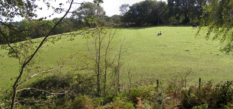 Buckland Rings A composite photo of the view south from the remaining inner rampart on the eastern side of Buckland Rings. The ramparts once stretched across the field to the trees opposite, but they were levelled by an 18th century farmer in order to improve access to his land in the interior of the camp. Some slight terracing can still be seen in the slope, indicating where the triple banks once stood.