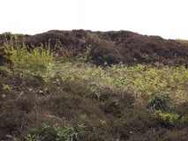 Click for full size image of Luccombe Down (PID:197182) Luccombe Down