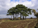 Ibsley Common barrows