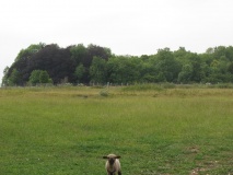 Barrow Field Clumps - PID:77659