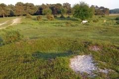 Longdown (New Forest) tumuli - PID:21276