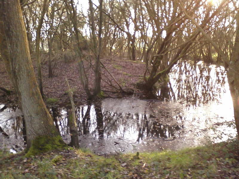 Poppy Pond