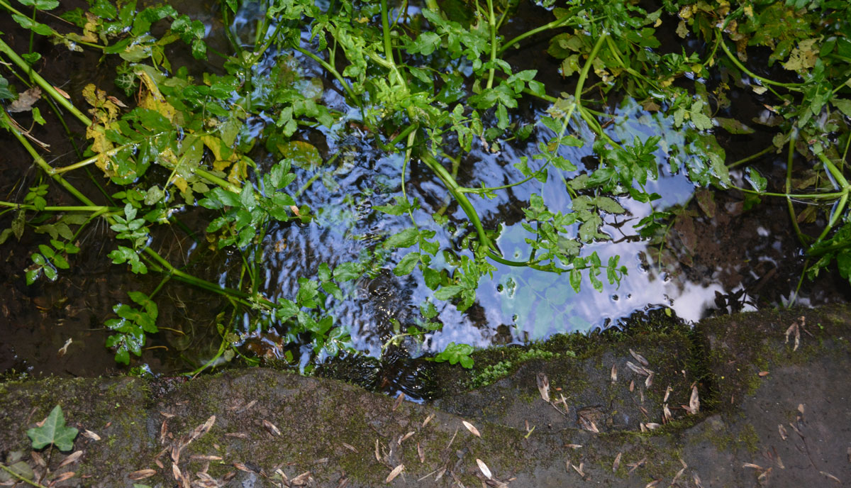 Click for full size image of Higgin's Well (PID:229526) Higgin's Well
