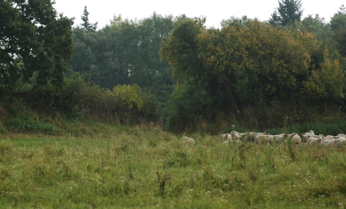 Ivington Camp (PID:42840) Ivington Camp