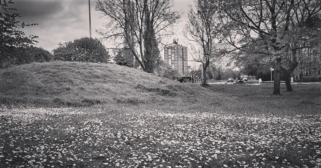 Six Hills A few more pictures from a recent visit to Six Hills Romano British burial mounds in Stevenage. The intimidating growl of accelerating traffic, the glassy perfection of air conditioned offices, and nosey, onlooking flats, highlight how the once expansive Six Hills Common has become a squeezed, grassed island of prehistory.
Today, this ground still serves as a living heirloom, for the grassland