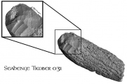 Click for full size image of Seahenge Toolmarks (PID:914) Seahenge Toolmarks