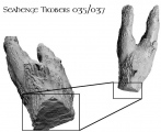 Click for full size image of Seahenge Toolmarks (PID:915) Seahenge Toolmarks