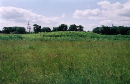 Weasenham Plantation