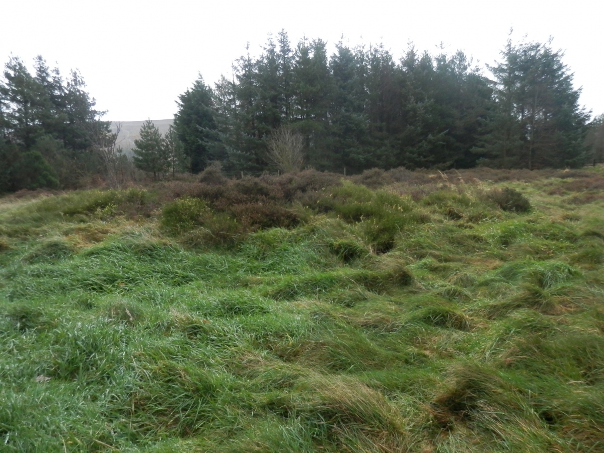 Click for full size image of Lord Stones Cairn Circle. (PID:280658) Lord Stones Cairn Circle.