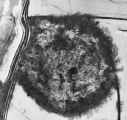Click for full size image of Thornborough N (PID:284604) Thornborough N